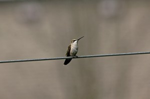 Hummingbird On The Line